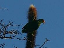 White-fronted Parrot